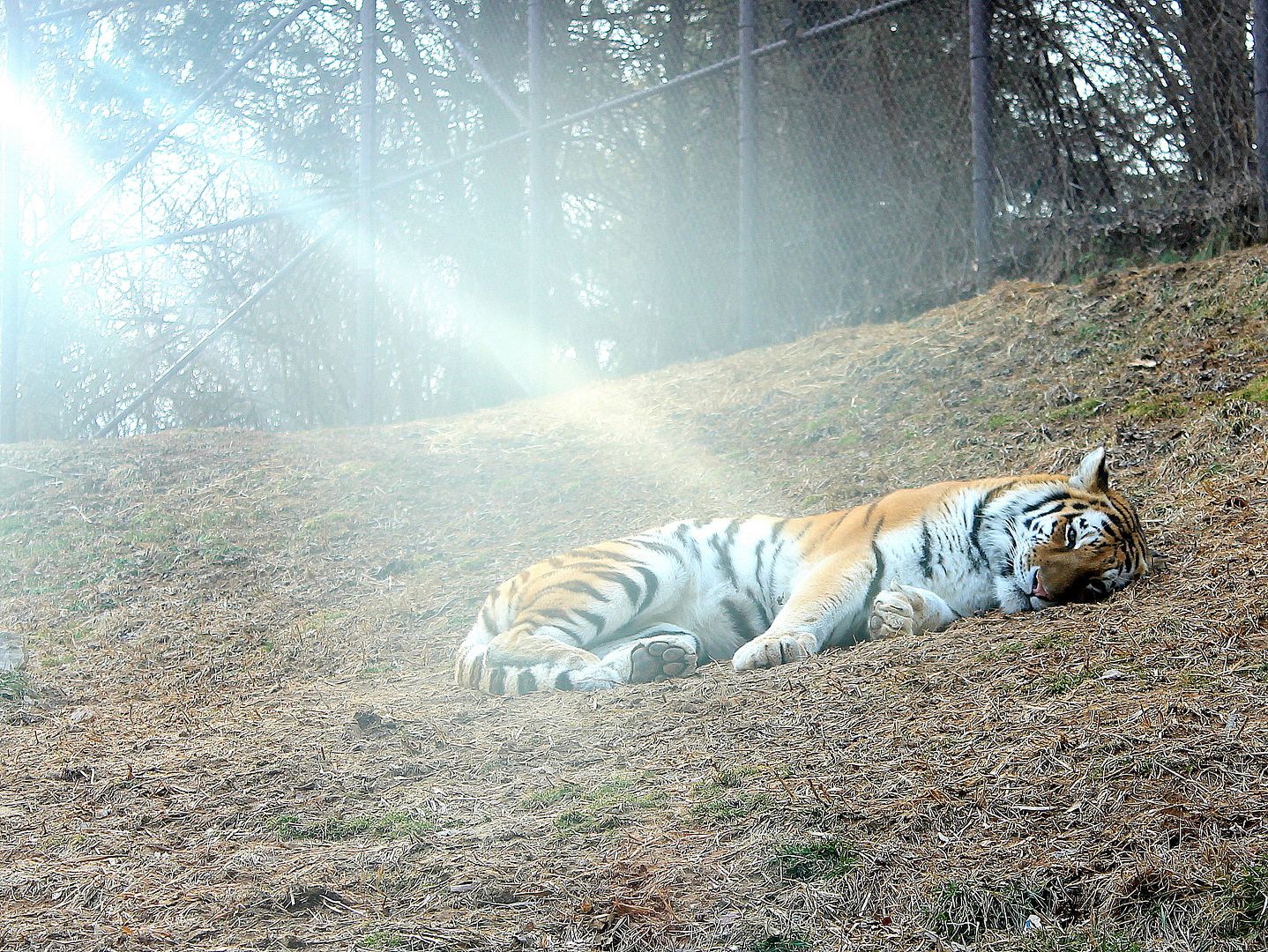 Louisville Zoo Membership Deal Kentucky Family Fun